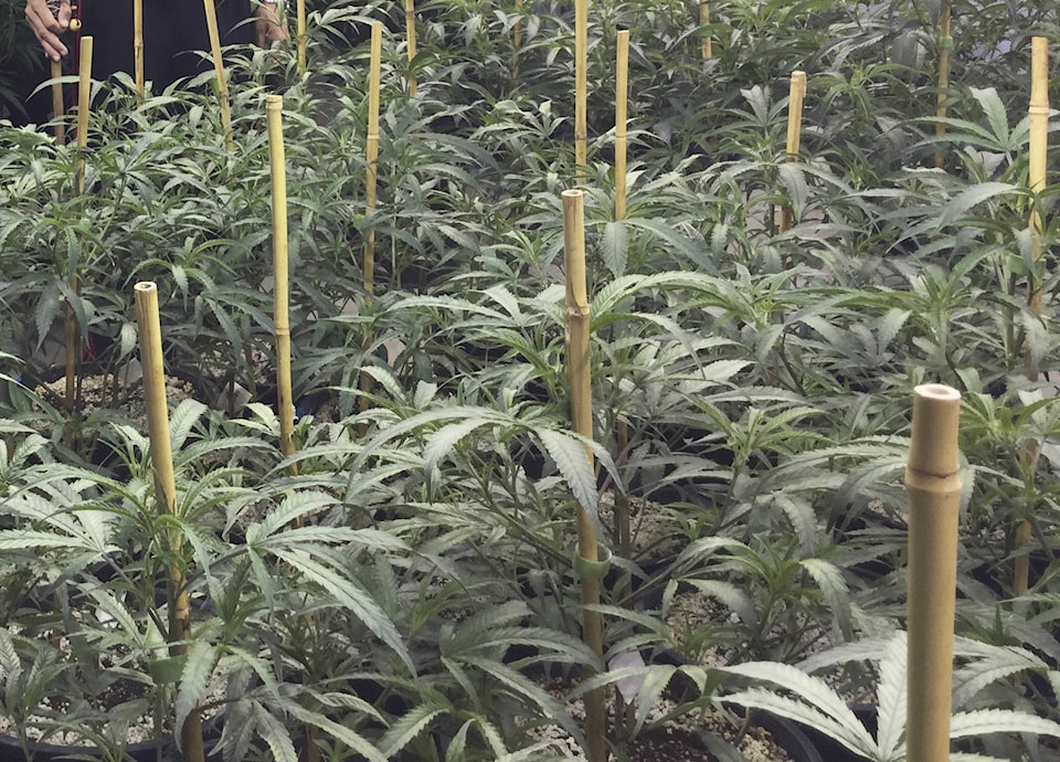 8352671_web1_marijuana-plants