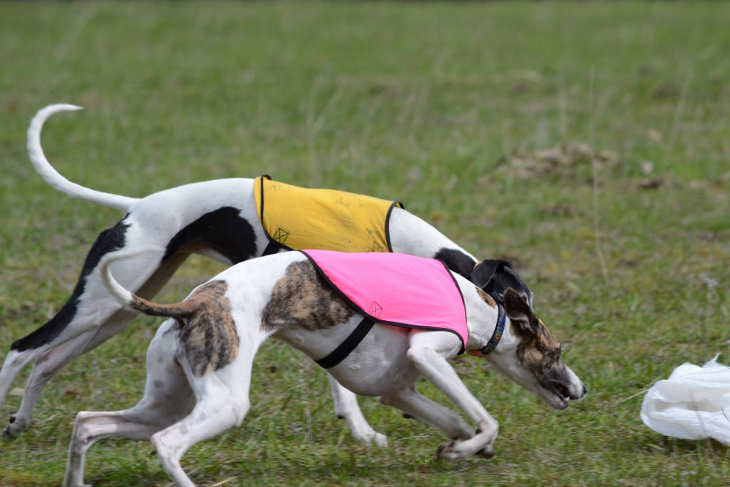 Sporting whippet best sale club