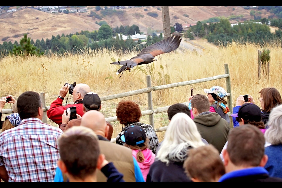 A Harris Hawk swoops the audience during the Raptor presentation at the Allan Brooks Nature Centre. (Lisa Mazurek/Morning Star)