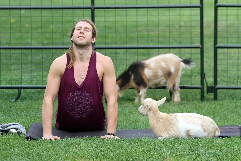 8815342_web1_170930-VMS-yoga-with-goats-2-lv
