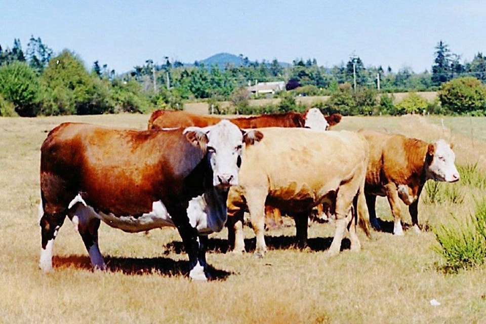 10412433_web1_171201-SNM-M-ELIDA-COWS-IN-FIELD-for-mirror