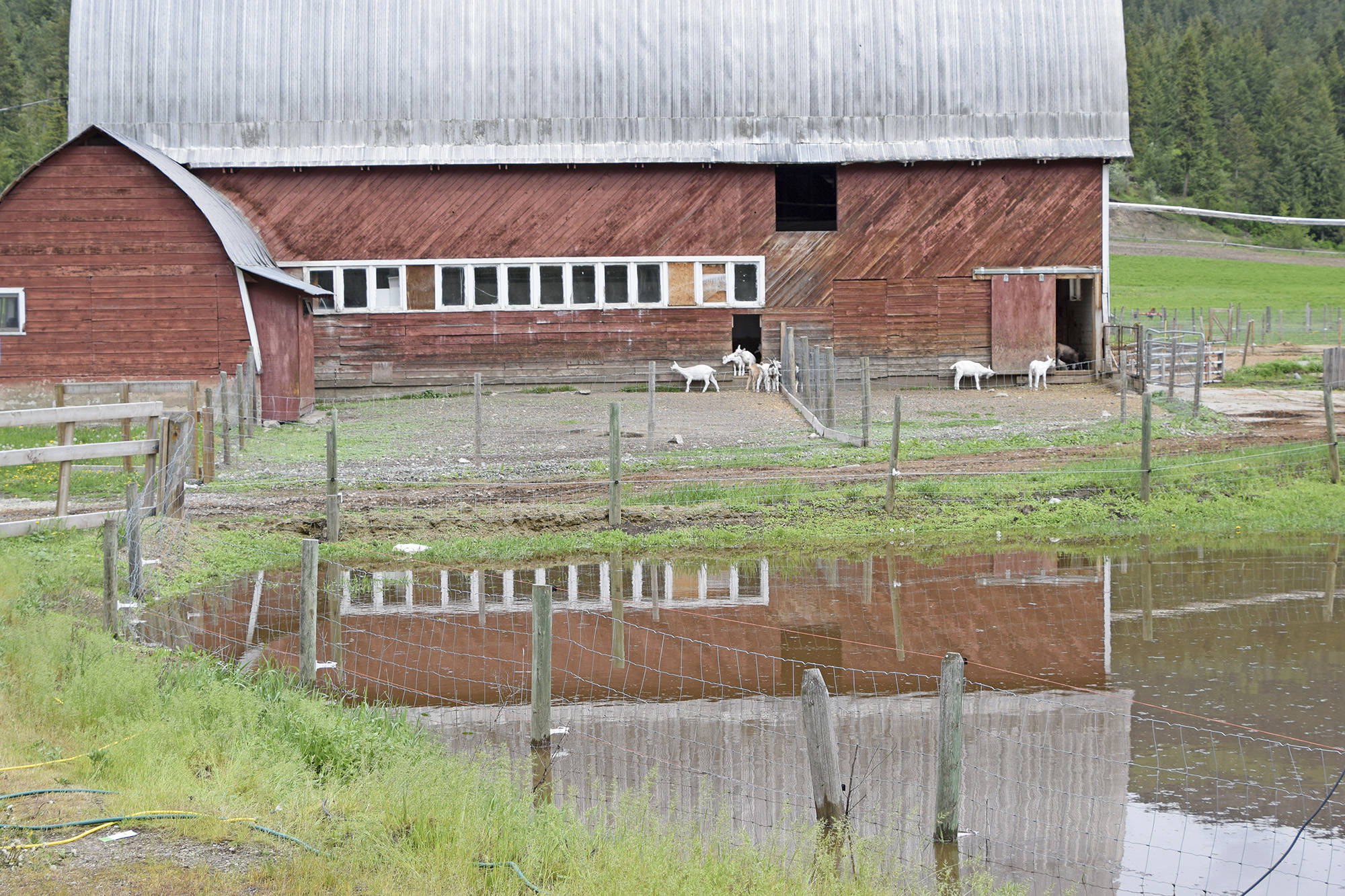 11852004_web1_silver-creek-flood-2018-goat-farm-DSC_3106