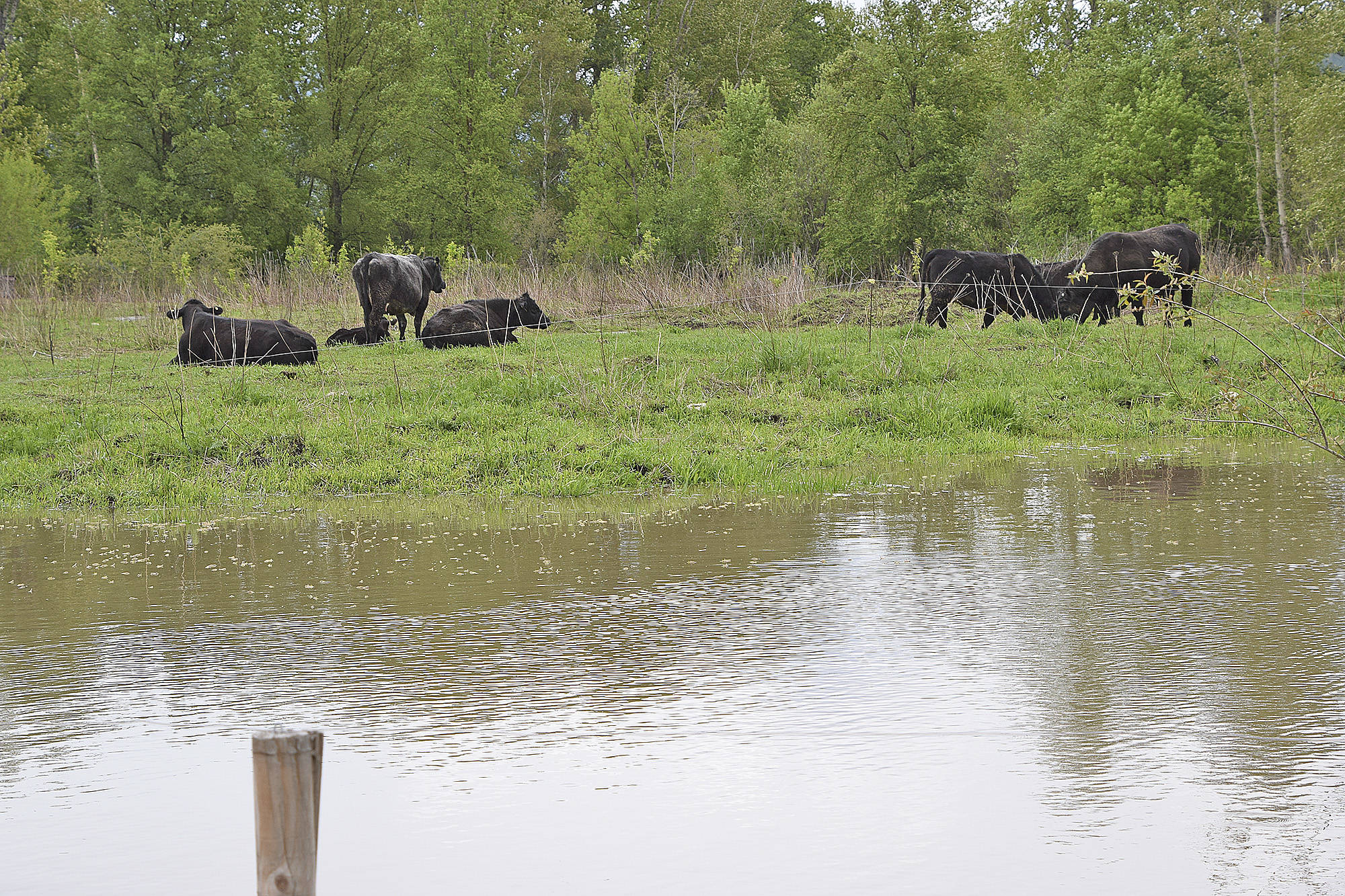 11852004_web1_silver-creek-flood-2018-stranded-cows-DSC_3116