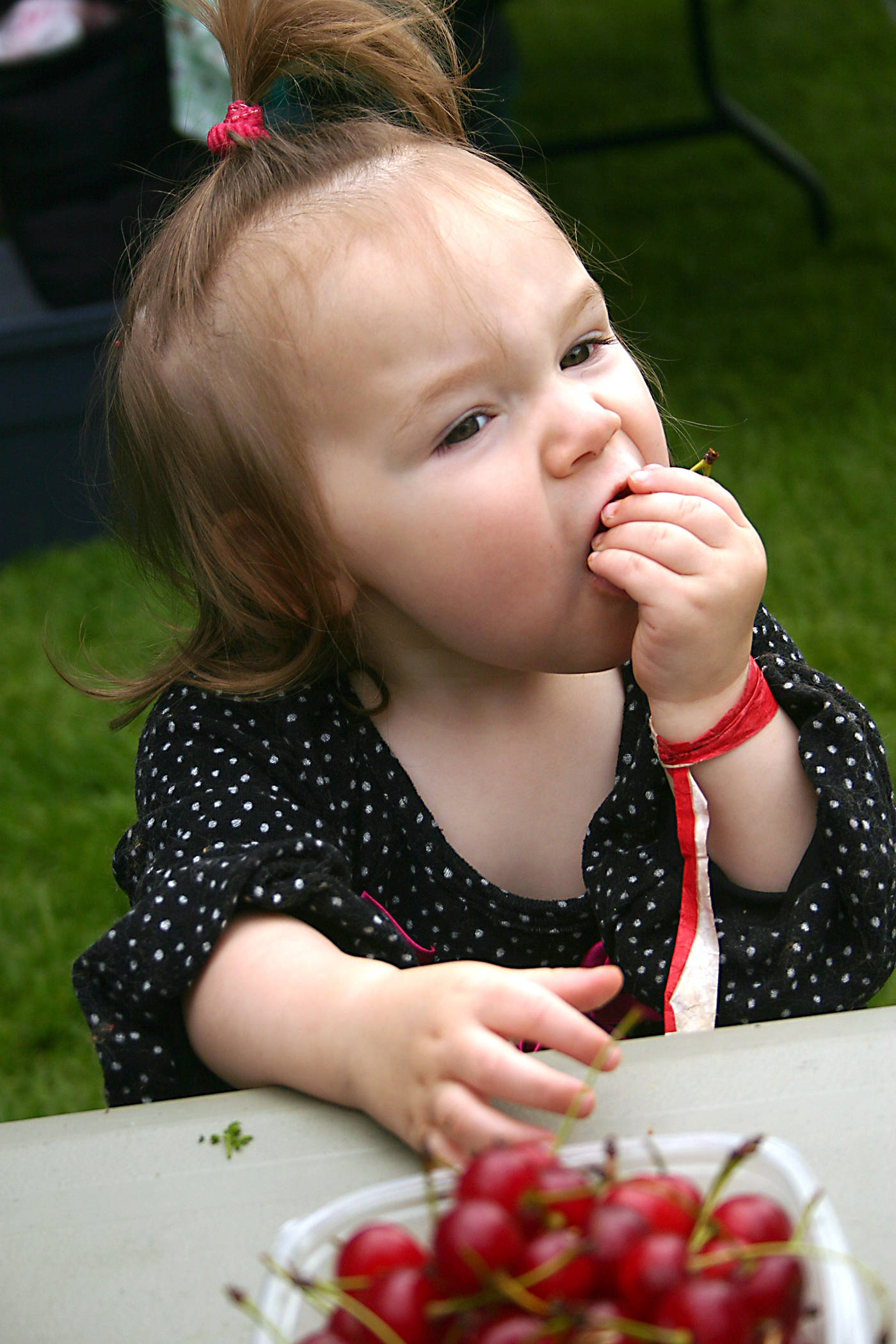 Record Okanagan cherry crop anticipated Salmon Arm Observer
