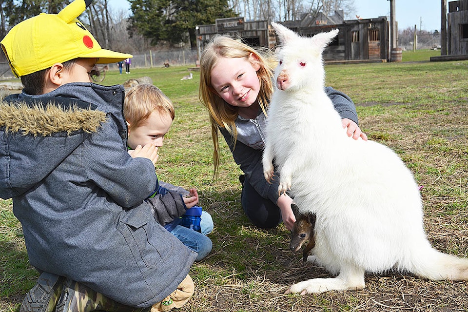 12101303_web1_170331-KCN_kangaroo