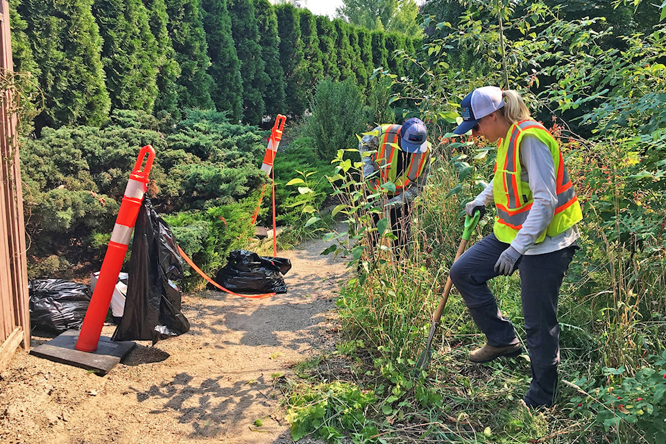 13088989_web1_180815-SAA-hemlock-removal