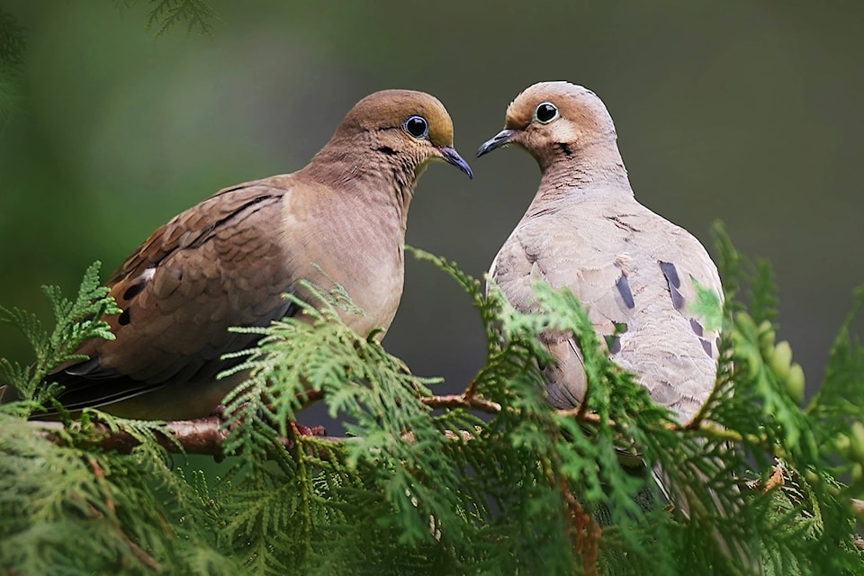 13155218_web1_180817-SAA-mourning-doves