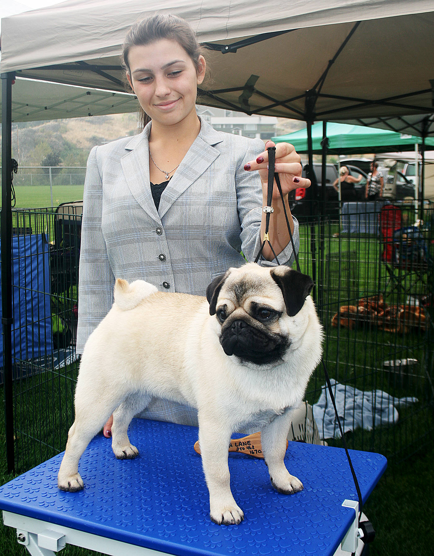 13257135_web1_170914-SUM-photo-dog-pug_2