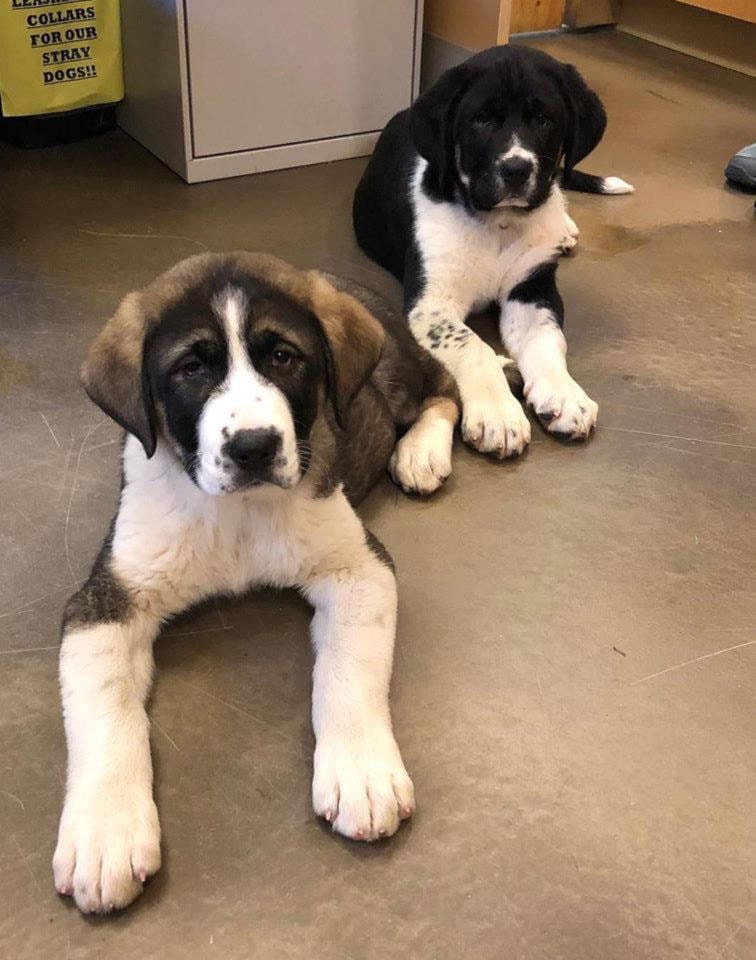 14254895_web1_rescue-st-bernards-vert