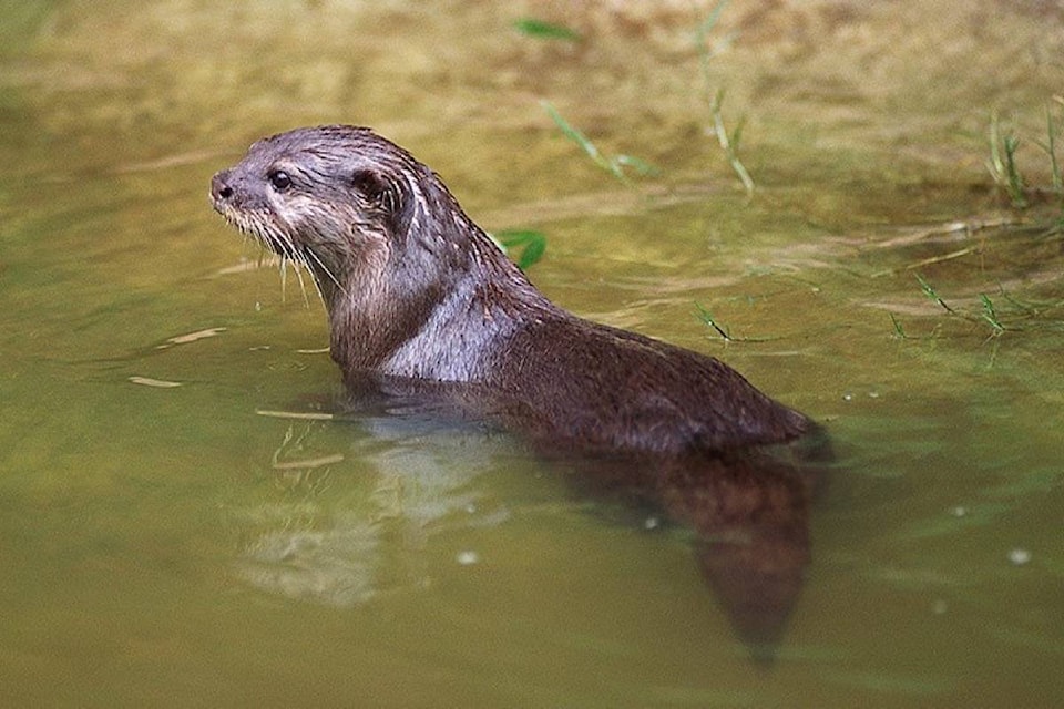 14479668_web1_181120-BPD-M-otter-vancouver-parks