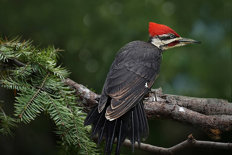15305920_web1_190201-SAA-pileated-woodpecker