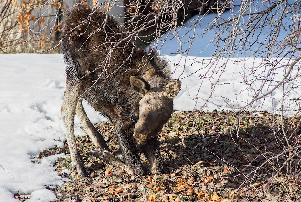 15978494_web1_190320-SAA-moose-calf