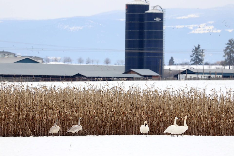 16188519_web1_190403-VMS-swans