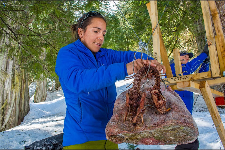 Wolverines are mostly meat eaters. Barrueto entices them to her sample stations with beavers. (Liam Harrap/Revelstoke Review)