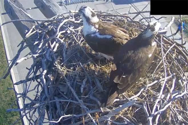 16578619_web1_190426-PWN-Osprey-nest-T