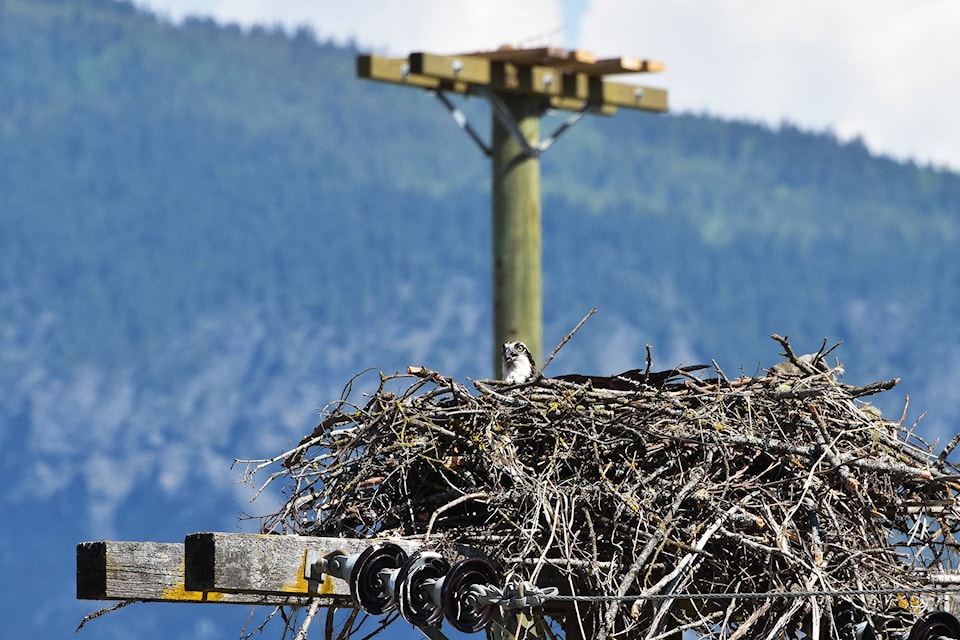 The osprey perched in front of the SASCU Credit Union with the newer nesting pole in the background on Friday, May 24. (Cameron Thomson/Salmon Arm Observer)