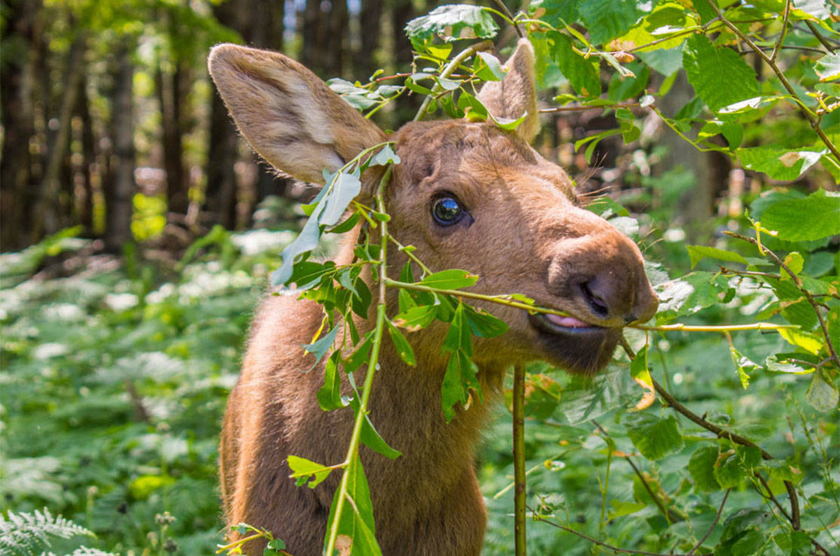 17297039_web1_Moose-Revelstoke-5