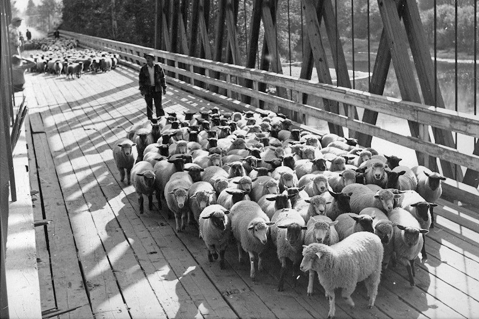 18017454_web1_copy_190809-SAA-our-history-in-pictures-sheep