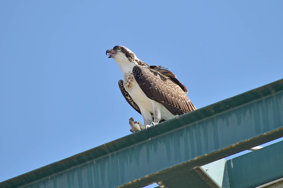 18258244_web1_copy_190828-SAA-osprey-sascu