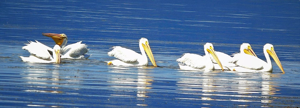 18316485_web1_190906-SAA-White-Pelicans