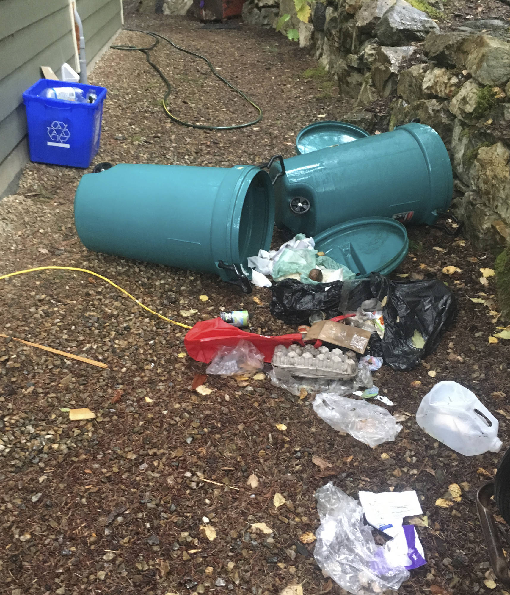 ‘Garbagefed bears are dead bears’ South Okanagan conservation