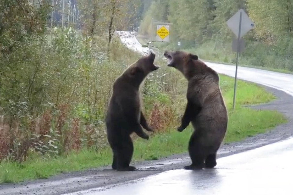 18625085_web1_bears-stewart1