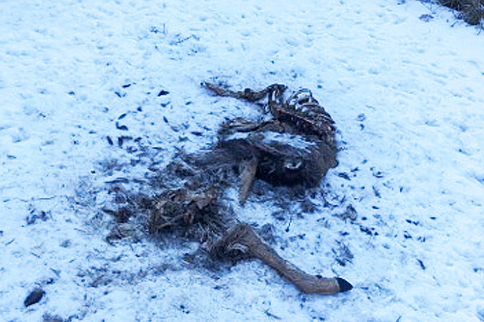 A family searching for a Christmas Tree found several dead animals in a gravel pit off Skimikin Road. (Constance Bailey Photo)