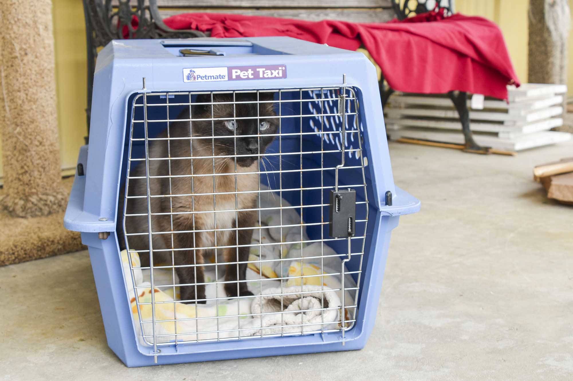 Arko takes his first look at the newly rebuilt “catio” at the Shuswap SPCA building in Salmon Arm on Tuesday, March 3, 2020. (Cameron Thomson - Salmon Arm Observer)