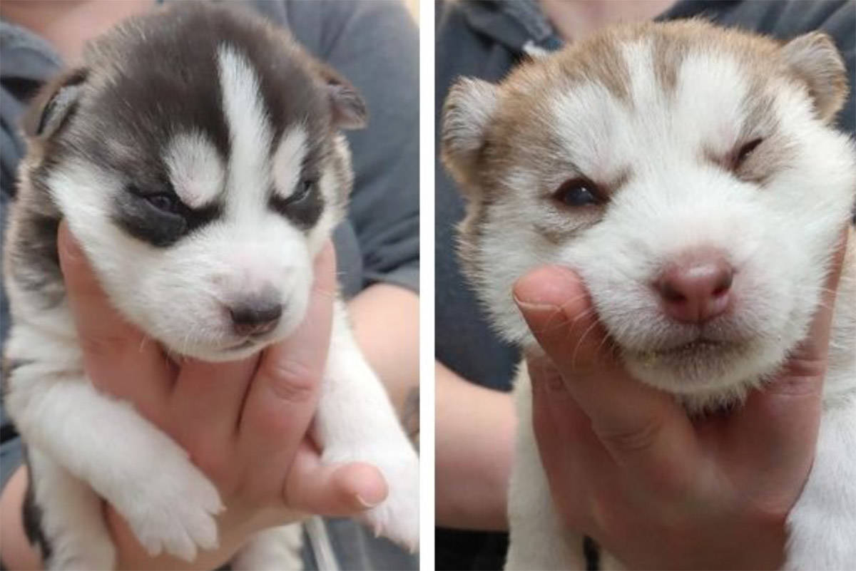 Alaskan husky sales for adoption