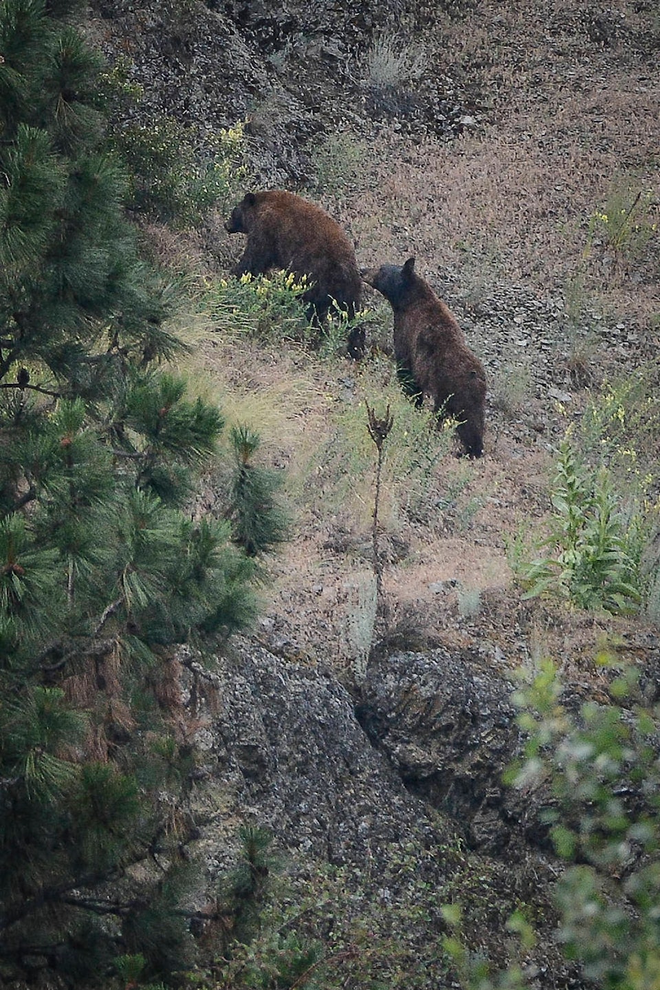 21992411_web1_200702-VMS-Bears-rail-trail-okanagan-rail-trail-bear_1