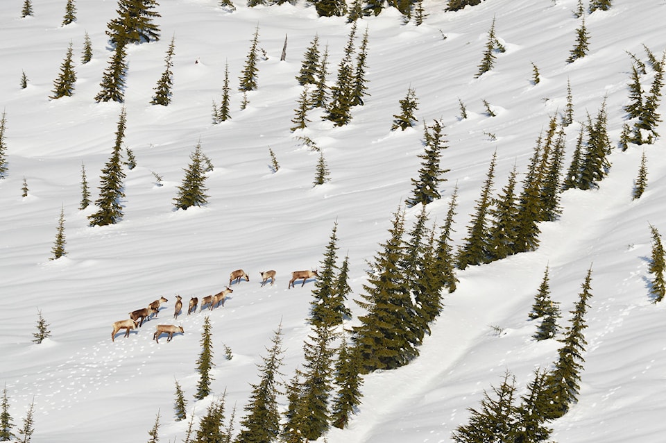 24101792_web1_190306-EVN-Mountain-Caribou-in-the-snow