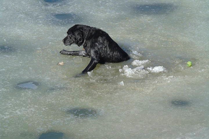 24512596_web1_210317-SAA-dog-breaks-ice