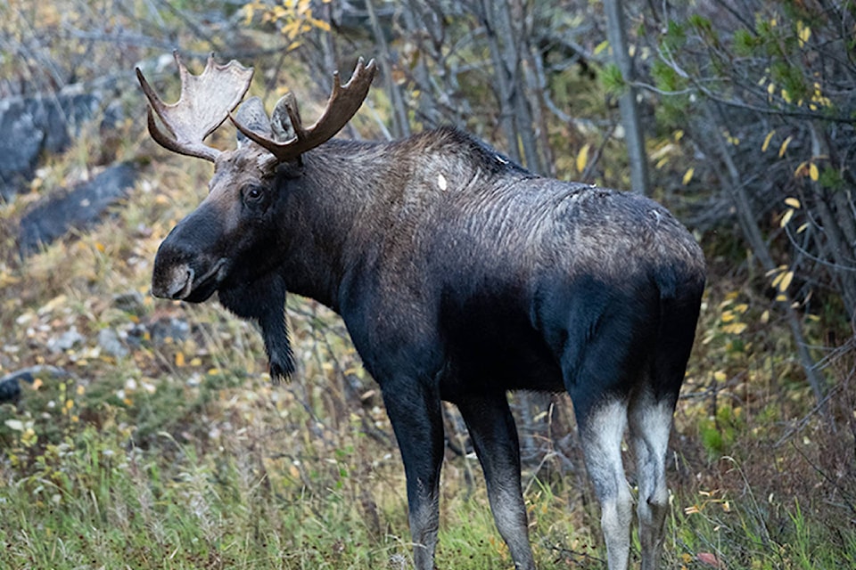 24792671_web1_210415-WIN-moose-hunting-fines-1_1