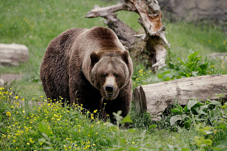 25075254_web1_web_grizzlybear