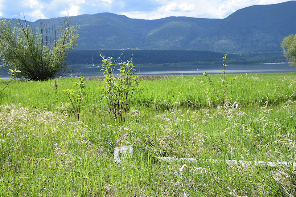 A formerly occupied bird box at the Salmon Arm Foreshore lies broken and empty on May 14, 2021 after someone pulled the pole holding it out of the ground and smashed the box on the ground. (Martha Wickett-Salmon Arm Observer)