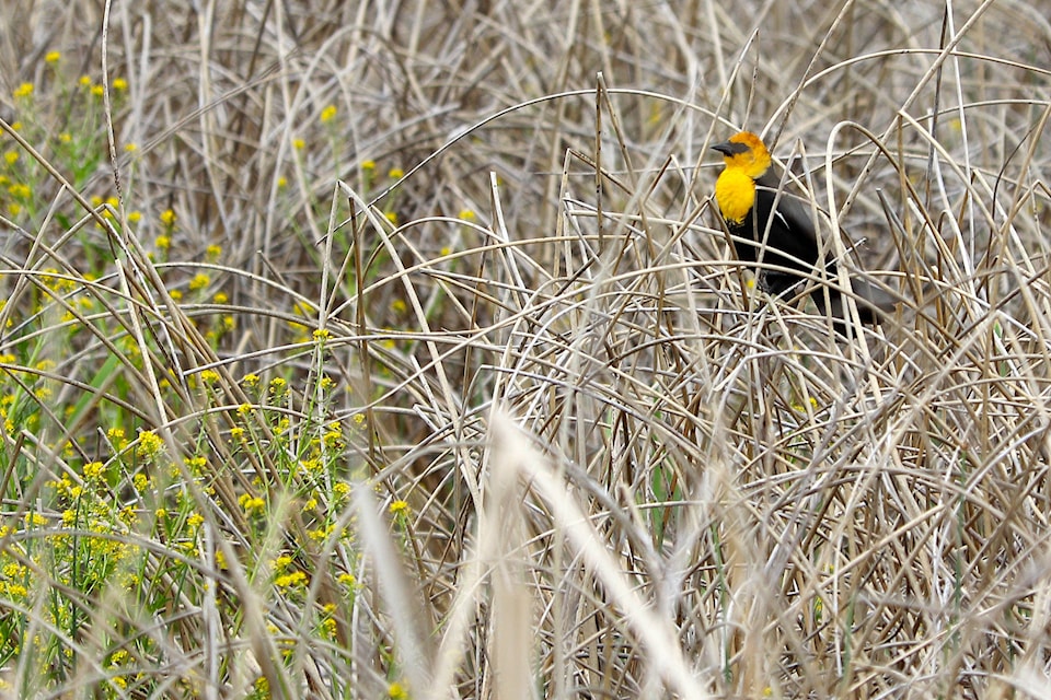 A yellow-headed blackbird sits in the marsh at Swan Lake Monday, May 17. (Jennifer Smith - Morning Star)