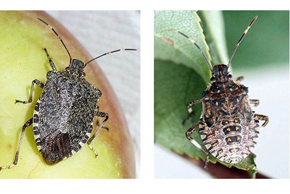 25280311_web1_210527-SAA-stink-bugs