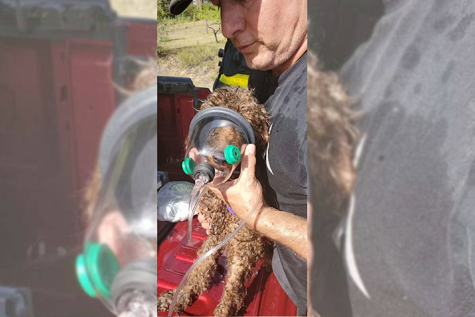 Lake Country firefighters made good use of pet respirators they keep on board June 17, 2021. (District of Lake Country)