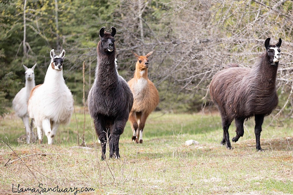 26070713_web1_210811-SAA-llama-sanctuary