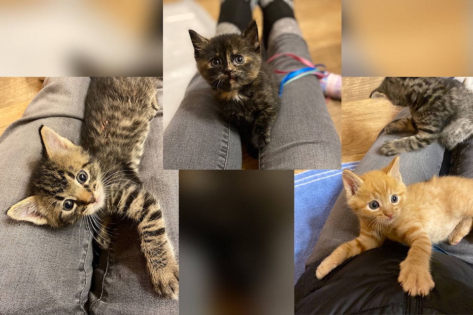 Three kittens (from left: Damaris, Eos and Theron) born to a feral mother are in good health thanks to the Shuswap Veterinary Clinic and Shuswap Paws Rescue Society. (Lynda Tyler photo)