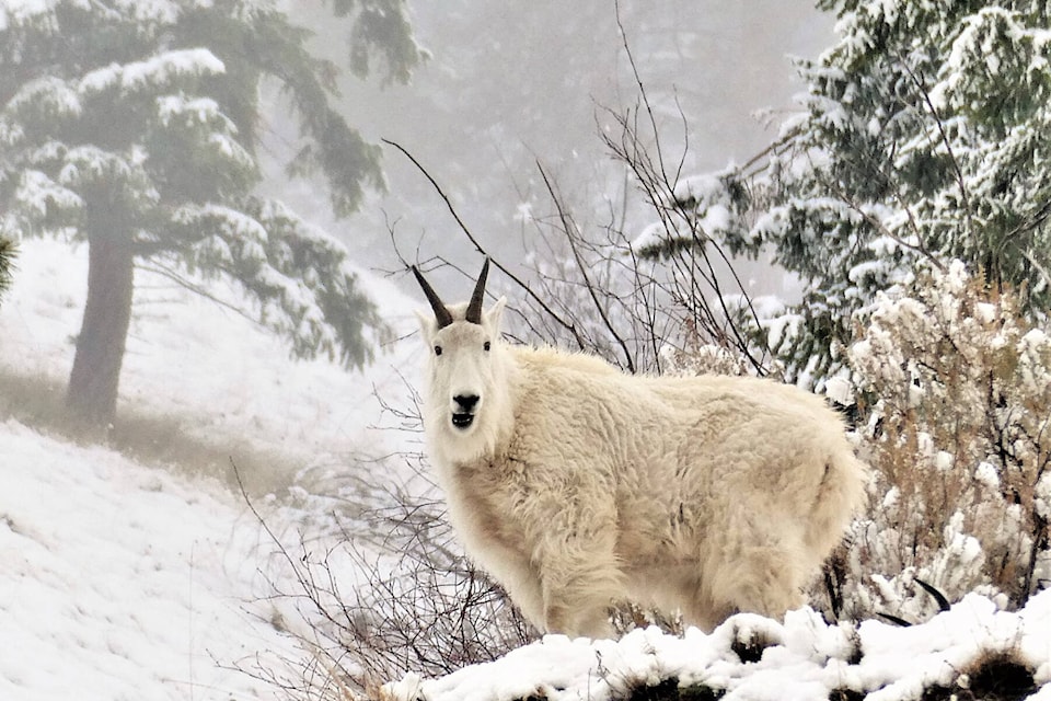Lois Carson Dickinson captured the majestic mountain goat in her element on Winter Solstice. (Lois Carson Dickinson)