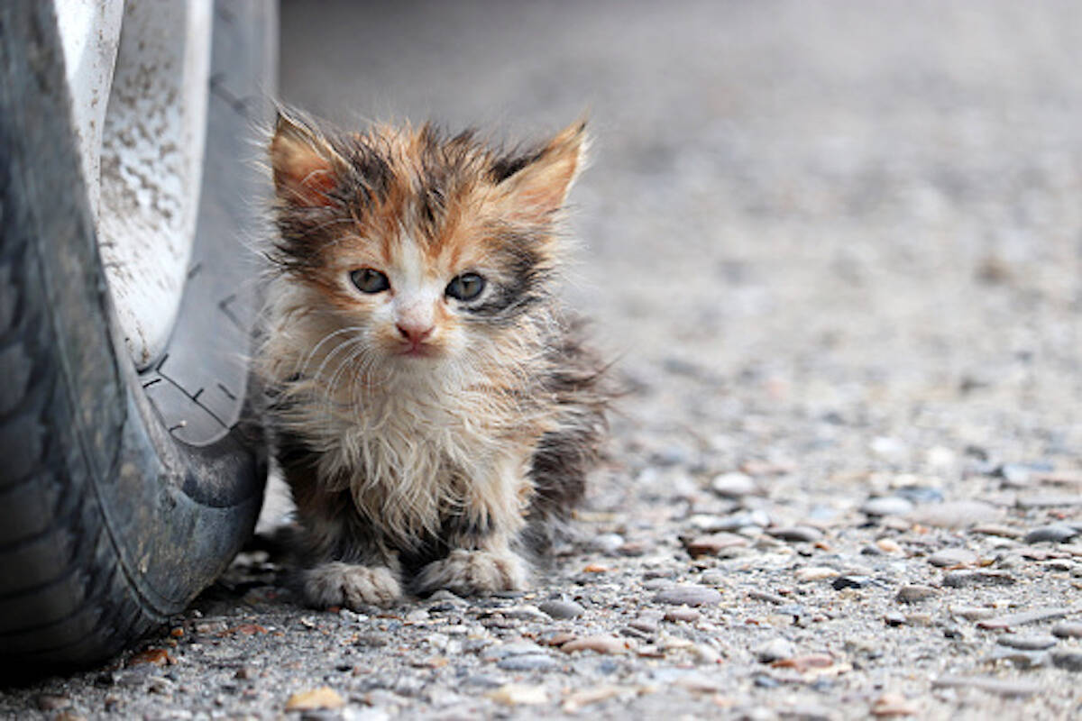 Okanagan sales humane society