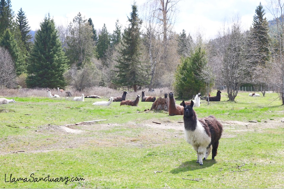 29701902_web1_220715-SAA-llama-sanctuary