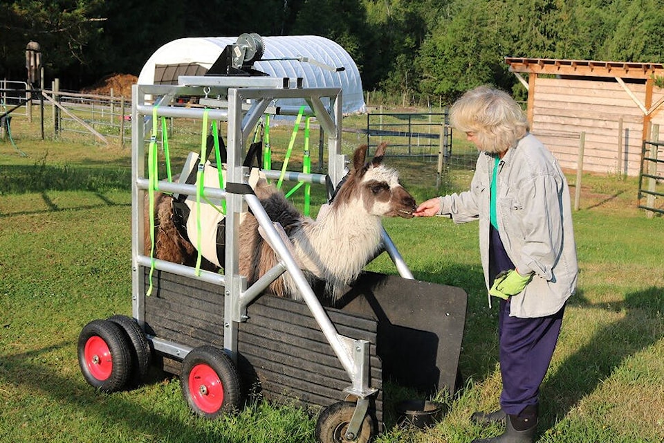 The Llama Sanctuary near Chase/Falkland is crowd funding to raise money to help afford a new home after being evicted. (Contributed)