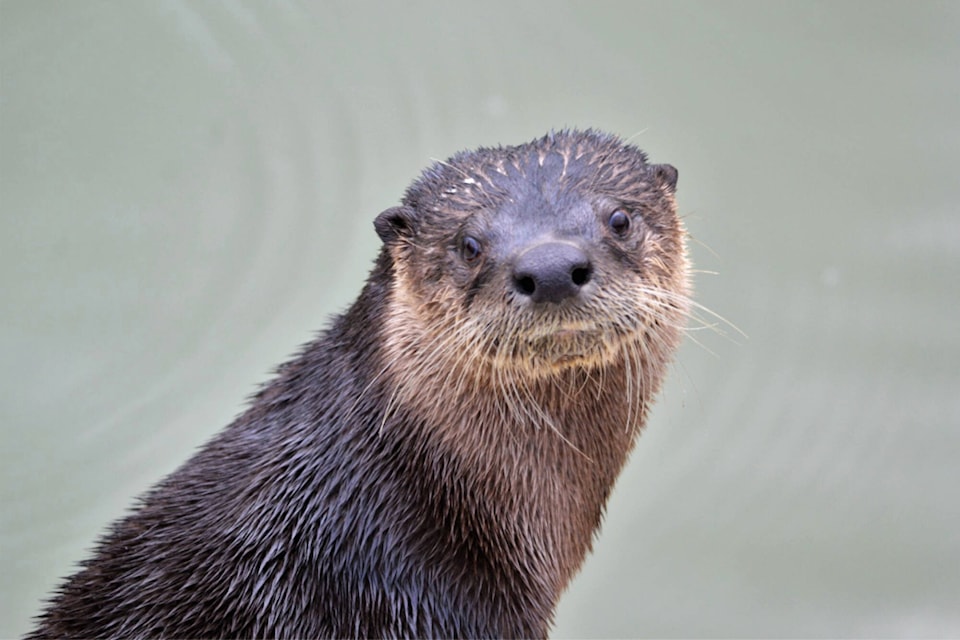 Shuswap nature photographer Ron Banville recently captured images of otters at the wharf at Salmon Arm’s Marine Peace Park. Banville said otters are the most loved animal in Salmon Arm. (Ron Banville photo)