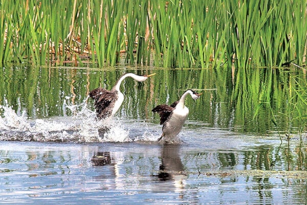 30139358_web1_SA-grebes-dancing-on-water-0708-col