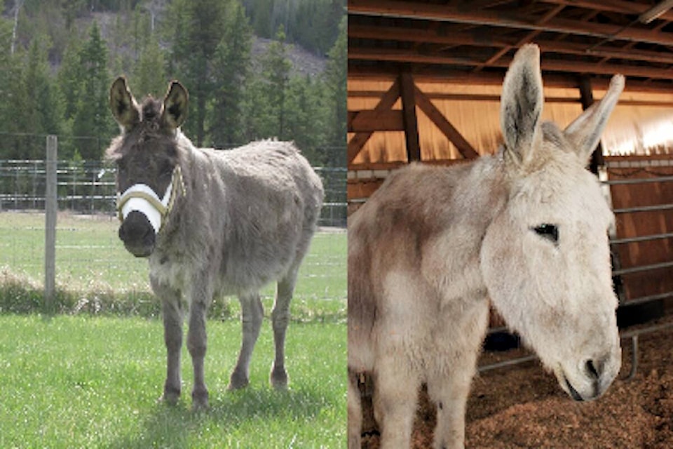 30247399_web1_220902-SAA-Donkey-_2