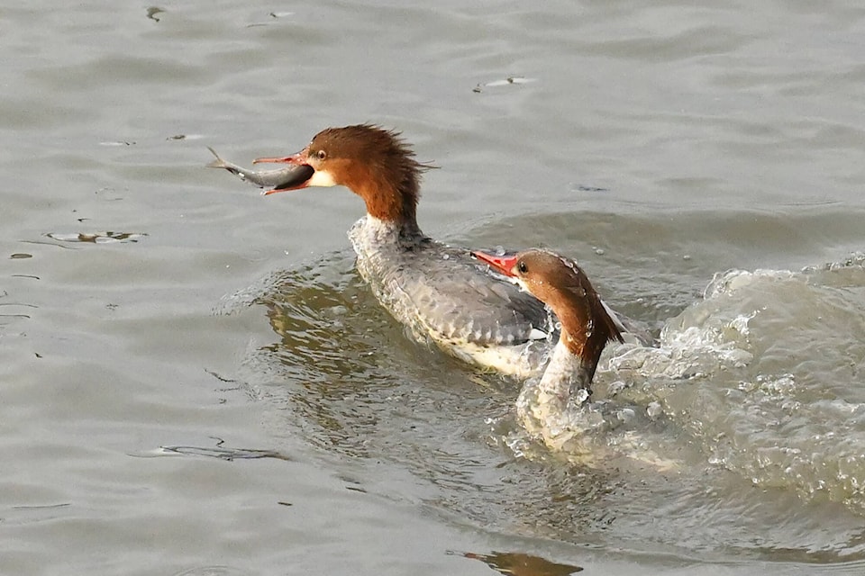 30967064_web1_2211111-SAA-C-Nature-Watch-John-Woods-mergansers_1