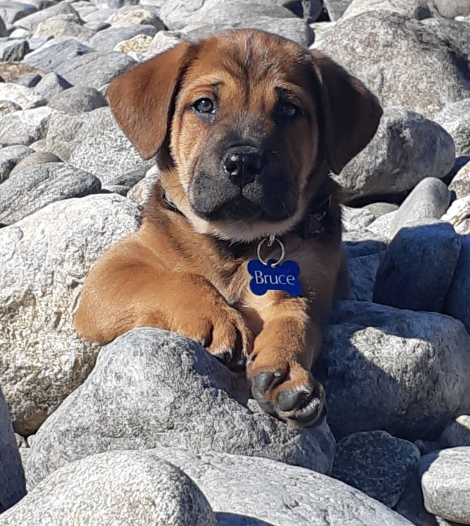 Bruce as a puppy when he first made his home in Blind Bay. (Photo contributed)