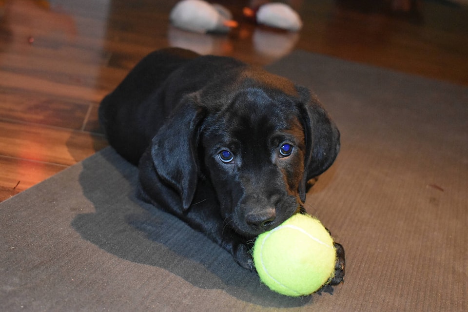 A puppy chews on a tennis ball lying on a yoga mat at Sweet Freedom Yoga Studio’s puppy yoga class, Dec. 17 2022. (Rebecca Willson/ photo)